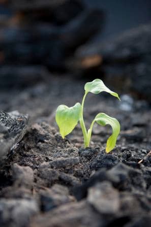 Death Dream Meaning: Symbolism of Rebirth & Transformation