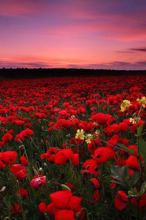 Aries Compatibility: Who Ignites Your Spring Flame?