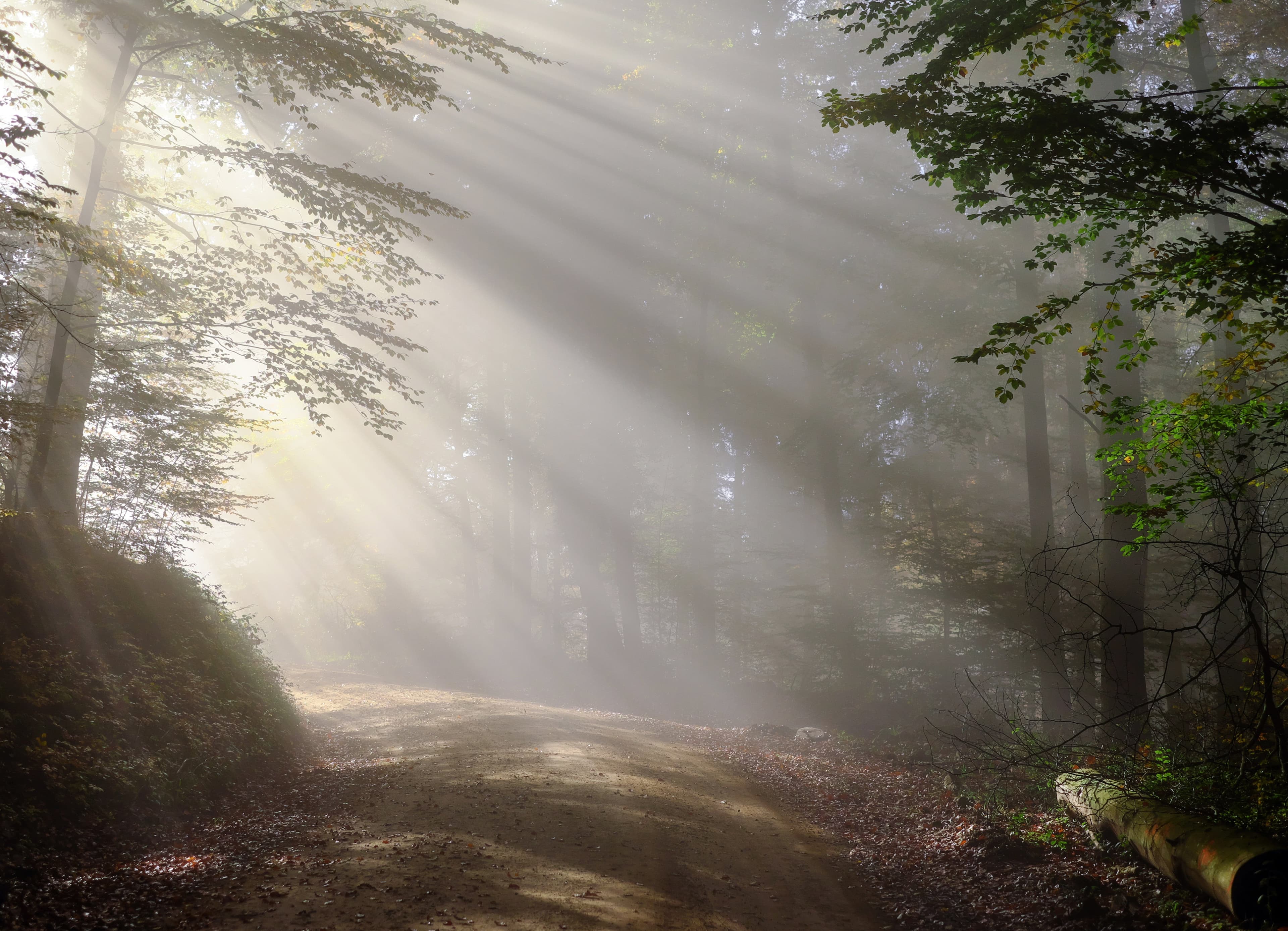 Jungian Dream Archetypes: The Path to Self-Discovery