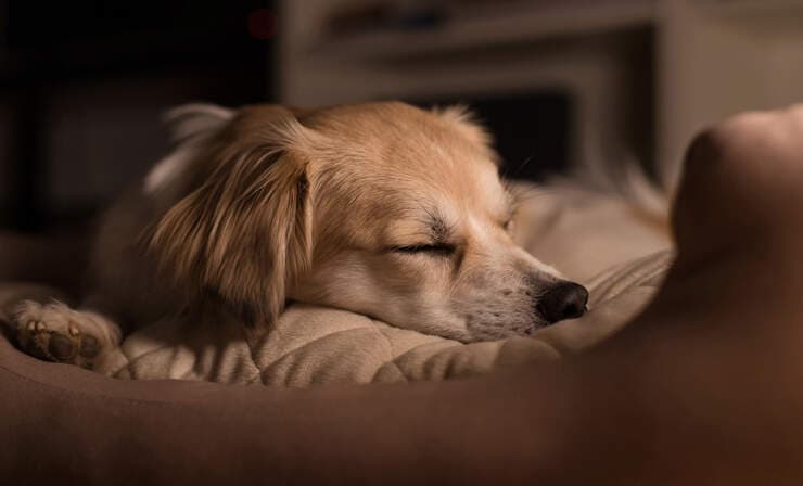 Sick Dog Dream Meaning: Loyalty, Healing & Renewal